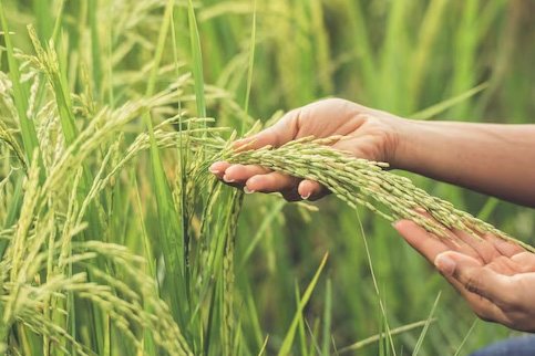 Providing Guano Fertilizer Increases Rice Production